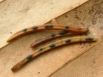 :-Lophodermium piceae