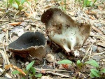 Schwarzweisse Becherlorchel-Helvella leucomelaena