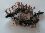 Mutterkorn-Claviceps purpurea