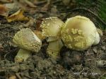 Rauher Wulstling-Amanita franchetii