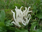 Wurmförmige Keule-Clavaria fragilis