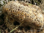 Tropfender Schillerporling-Inonotus dryadeus