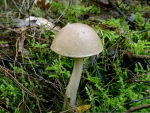 Weisser Birkenpilz-Leccinum holopus