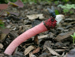 Himbeerrote Hundsrute-Mutinus ravenelii