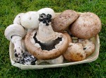 Brauner Zuchtchampignon-Agaricus bisporus