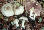Perlhuhnegerling-Agaricus moelleri