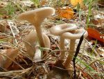Staubfüssiger Trichterling-Clitocybe metachroa