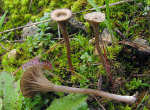 Zentralgestielter Adermoosling-Arrhenia rickenii