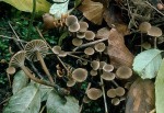 Stinkender Samtschneckling-Camarophyllopsis foetens