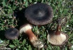 Ziegelroter Trichterling-Clitocybe lateritia