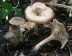 Hygrophaner Trichterling-Clitocybe subspadicea