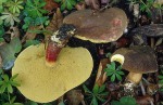 Stattlicher Rotfuss-Röhrling-Boletus pruinatus