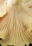 Rostfleckiger Pfifferling-Cantharellus ferruginascens
