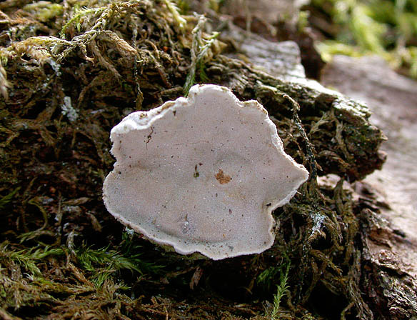 Schüsselförmige Mehlscheibe-Aleurodiscus disciformis