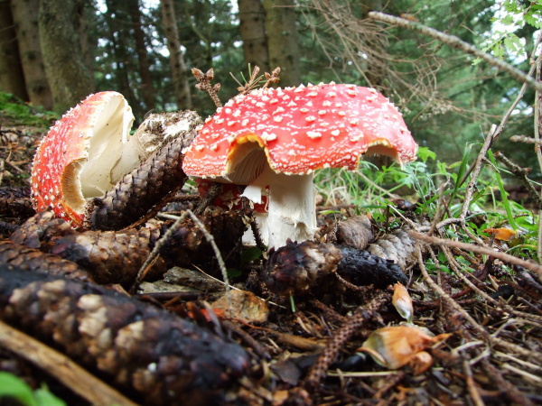 Roter Fliegenpilz-Amanita muscaria