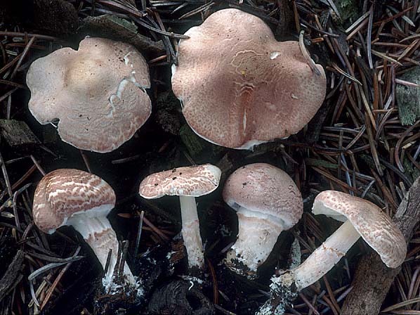 Rosaroter Stinkschirmling-Lepiota subincarnata