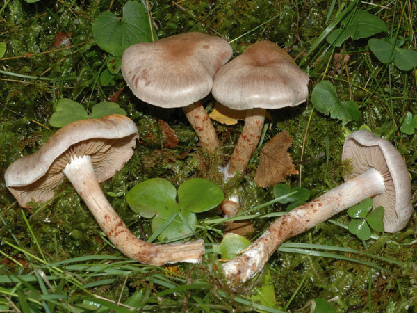 Kupferschuppiger Seidenkopf-Cortinarius spilomeus