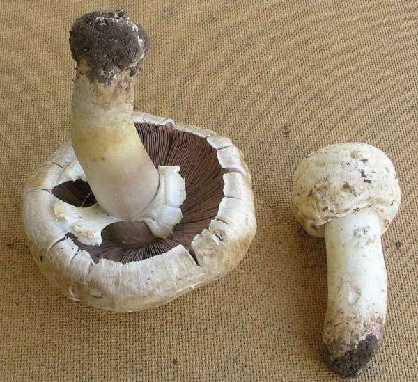 Sommeregerling-Agaricus aestivalis
