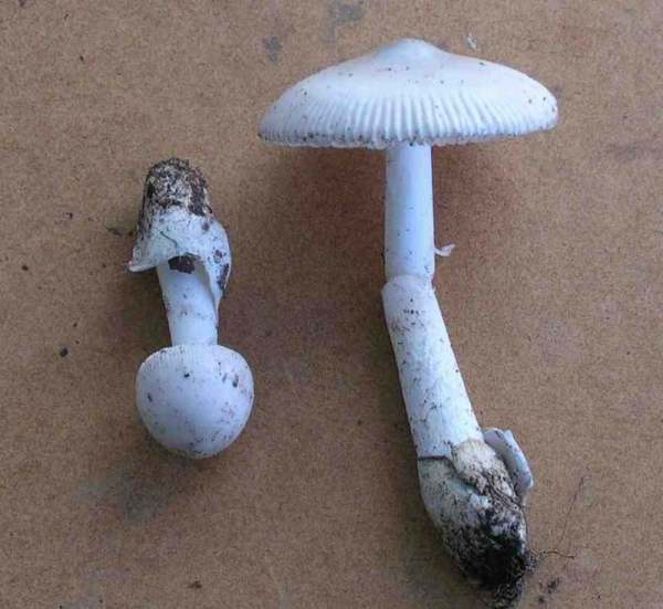 Weisser Scheidenstreifling-Amanita vaginata var. alba