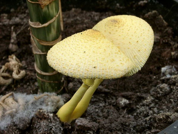 Gelber Faltenschirmling-Leucocoprinus flos-sulphuris