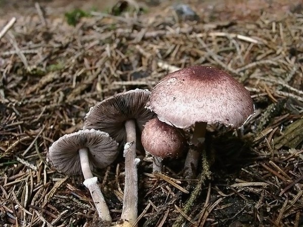 Weinrötlicher Zwergchampignon-Agaricus semotus