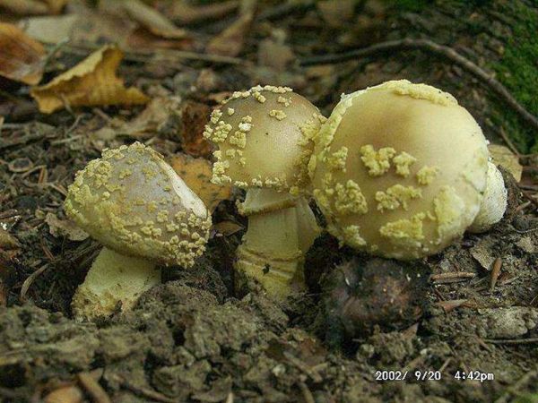 Rauher Wulstling-Amanita franchetii