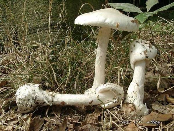 Spitzhütiger Knollenblätterpilz-Amanita virosa