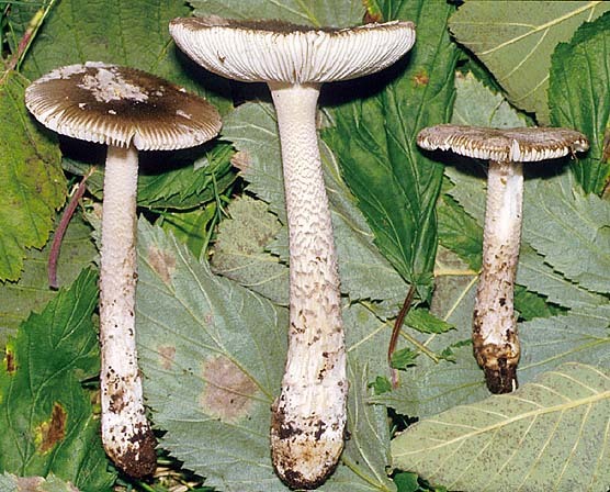 Erlenscheidenstreifling-Amanita friabilis