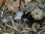 Gelblichgraue Trompete-Cantharellus cinereus