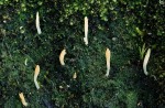 Erde-Flechtenkeule-Multiclavula vernalis
