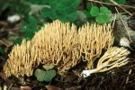 Ockergelbe Kiefern-Koralle-Ramaria eumorpha