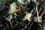 Gelbe Wiesenkoralle-Ramariopsis citrina