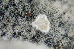 Bereifte Traubenbasidie-Botryobasidium pruinatum
