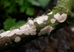 Rosafarbener Rindenpilz-Laeticorticium roseum