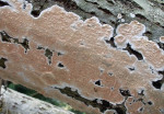 Ablösender Rindenpilz-Cylindrobasidium evolvens