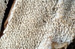 Spitzstacheliger Zähnchenrindenpilz-Hyphodontia arguta