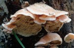 : Kammpilz-Phlebia tremellosa