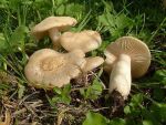 Blassbrauner Schlehenrötling-Entoloma sepium