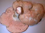 Semmelstoppelpilz-Hydnum repandum