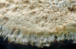 Gefranstes Becherstroma-Hydnopolyporus fimbriatus