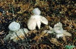 Kammererdstern-Geastrum pectinatum