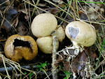 Kleiner Hartbovist-Scleroderma areolatum