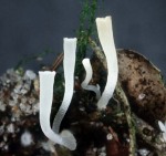 Trompeten-Becherkeule-Clavicorona taxophila