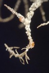 : Biatoropsis-Biatoropsis usnearum