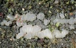 : Gallertträne-Dacrymyces macnabbii