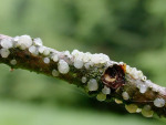 ?-Tremella globospora
