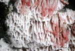 Purpurfarbener Wachsporling-Ceriporia purpurea