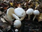 Verfärbender Schneckling-Hygrophorus discoxanthus
