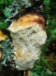 Schwärzende Tramete-Dichomitus campestris