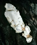 Anis-Tramete-Trametes suaveolens